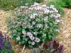 A mounded plant with many clusters of pale pink flowers.