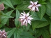 Close-up of the clusters of pale pink flowers and foliage.