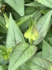 Opposite decussate leaves and terminal flower cluster.
