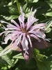 Close-up of the cluster of pale pink flowers.