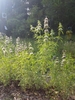 Erect plants with terminal clusters of flowers.