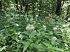 lush green foliage and terminal heads of white flowers.