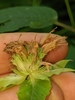 Withered flowers and narrow green calyces.