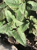 Emerging growth with opposite decussate leaves.