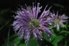 clusters of pink, two-lipped flowers