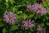 clusters of pink, two-lipped flowers