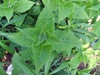 Shoot apex showing opposite decussate leaves.