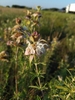 Shrub; narrow leaves & white flowers subtended by pink bracts