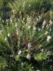 Shrub; narrow leaves & white flowers subtended by pink bracts