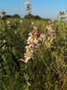 Shrub; narrow leaves & white flowers subtended by pink bracts