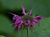 Cluster of pink, tubular, 2-lipped flowers.