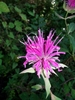 Cluster of pink, tubular, 2-lipped flowers.