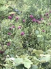 A wild stand of erect plants with clusters of pink flowers.