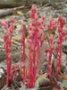 M. hypopitys plant
