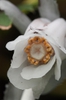 Flowers of M. uniflora
