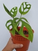 Potted plant. Leaves with fenestrations (windows).