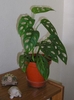 Potted plant showing fenestrate laves.