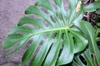 Leaf closeup
