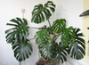 Potted form