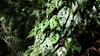 Climber with bright green, fenestrate leaves.