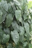 Climber with shiny, silvery, veiny leaves