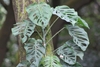 Climber with bright green, fenestrate leaves.