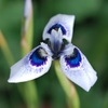 A blue 3-parted iris-like flower with dark blue eye spots.