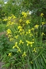 A grassy plant with many flower stalks bearing yellow flowers.