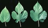 Morus alba