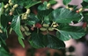 Morus alba