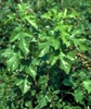 Morus alba