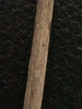 Morus alba