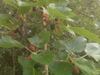 Morus rubra 'Illinois Everbearing'