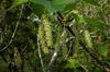 Morus rubra 'Travis'