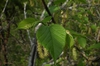 Morus rubra 'Travis'