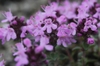 Thymus praecox