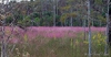 Muhlenbergia capillaris