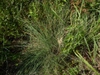 Form