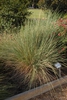 Muhlenbergia lindheimeri