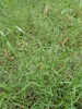 Form