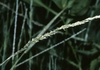 Seedhead