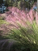 Form in bloom