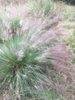 Form