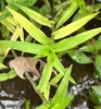 Opposite leaves