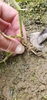 Rooting from the nodes