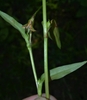 Stem and leaf