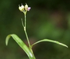 Murdannia nudiflora stem