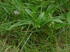 Murdannia nudiflora flower and leaves
