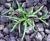 Murdanniua nudiflora