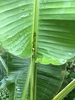 Musa Basjoo